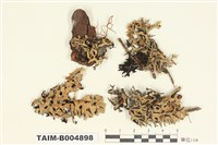 藏品(袋梅衣屬)的圖片